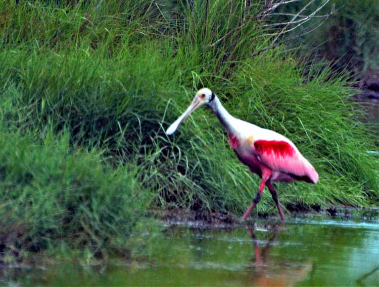 spoonbills